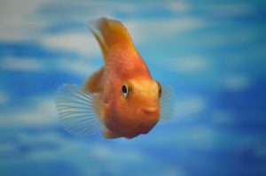 Goldfisch in Aquarium