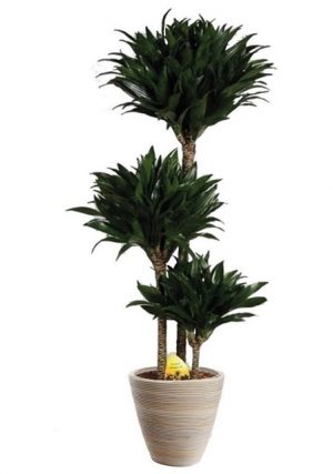 BCM Zimmerpflanze "Drachenbaum Compacta"