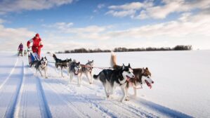 20km Husky Schlittenfahrt Abenteuer
