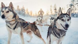4-stündige Husky-Safari im finnischen Lappland