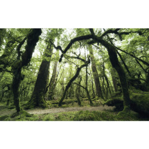 KOMAR Vliestapete "Ancient Green ", Breite 450 cm, seidenmatt - bunt