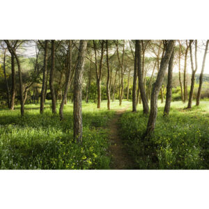 KOMAR Vliestapete "Blütenzauberwald", Breite 450 cm, seidenmatt - bunt