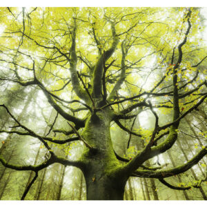 KOMAR Vliestapete "Der Traumbaum", Breite 300 cm, seidenmatt - bunt