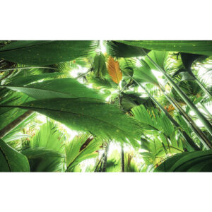 KOMAR Vliestapete "Dschungeldach II", Breite 450 cm, seidenmatt - bunt