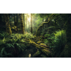 KOMAR Vliestapete "Elves Cathedral", Breite 450 cm, seidenmatt - bunt