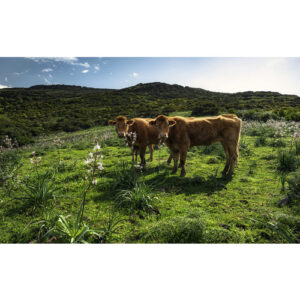 KOMAR Vliestapete "Kuhparadies", Breite 450 cm, seidenmatt - bunt