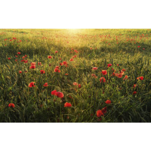 KOMAR Vliestapete "Poppy World", Breite 450 cm, seidenmatt - bunt