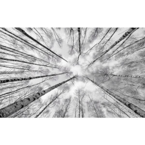 KOMAR Vliestapete "Weiss-Blau", Breite 450 cm, seidenmatt - bunt