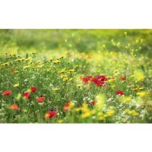 KOMAR Vliestapete "Wiesenzauber II", Breite 450 cm, seidenmatt - bunt