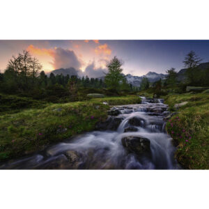 KOMAR Vliestapete "Wild Paradise", Breite 450 cm, seidenmatt - bunt