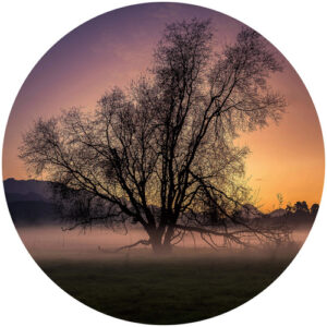 K&L Wall Art Vliestapete "Runde Vliestapete", Cuadrado Nebel Baum des Lebens, mehrfarbig, matt - bunt