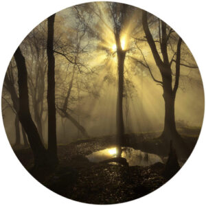 K&L Wall Art Vliestapete "Runde Vliestapete", Cuadrado Wald Lichtung Natur, mehrfarbig, matt - bunt