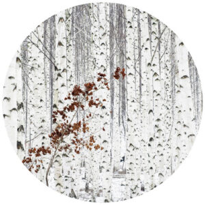 K&L Wall Art Vliestapete "Runde Vliestapete", Han Birkenwald grau braun, mehrfarbig, matt - bunt