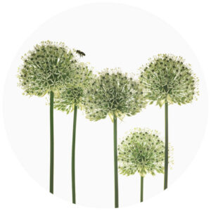 K&L Wall Art Vliestapete "Runde Vliestapete", Kadam Botanische Zierlauch, mehrfarbig, matt - bunt