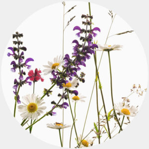 K&L Wall Art Vliestapete "Runde Vliestapete", Kadam GänseBlumen Vintage, mehrfarbig, matt - bunt