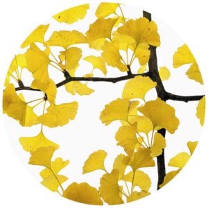 K&L Wall Art Vliestapete "Runde Vliestapete", Kadam Ginko Baum Gelbe, mehrfarbig, matt - bunt