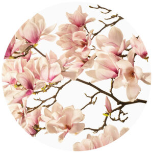 K&L Wall Art Vliestapete "Runde Vliestapete", Kadam Rosa Knospen Magnolia, mehrfarbig, matt - bunt