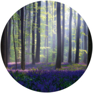 K&L Wall Art Vliestapete "Runde Vliestapete", Wald GlockenBlumen Lichtung, mehrfarbig, matt - bunt