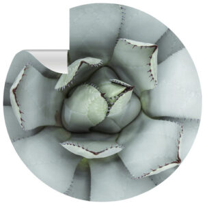 mySPOTTI Vliestapete "Agneta", Blüte, türkis/schwarz, matt - tuerkis