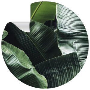 mySPOTTI Vliestapete "Bayu", Blattmuster, grün/weiß, matt - gruen