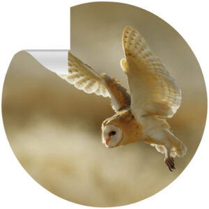 mySPOTTI Vliestapete "Fjodor", Tiermotiv, Eule, gelb/braun/weiß, matt - bunt